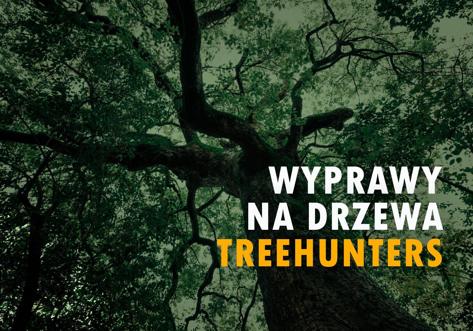 Wyprawy na drzewa Treehunters